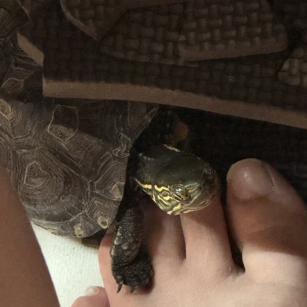 uuuni_10's tweet photo. ぐんちゃんとわさびを一緒に出すとわさびがぐんちゃん大好きすぎて求愛しちゃうけど男の子同士....ぐんちゃんは追いかけ回されても我関せず

わさびは足の上によく乗るようになって甘えん坊さんになってきた
 #世界亀の日 https://t.co/4kWlQCaRi7