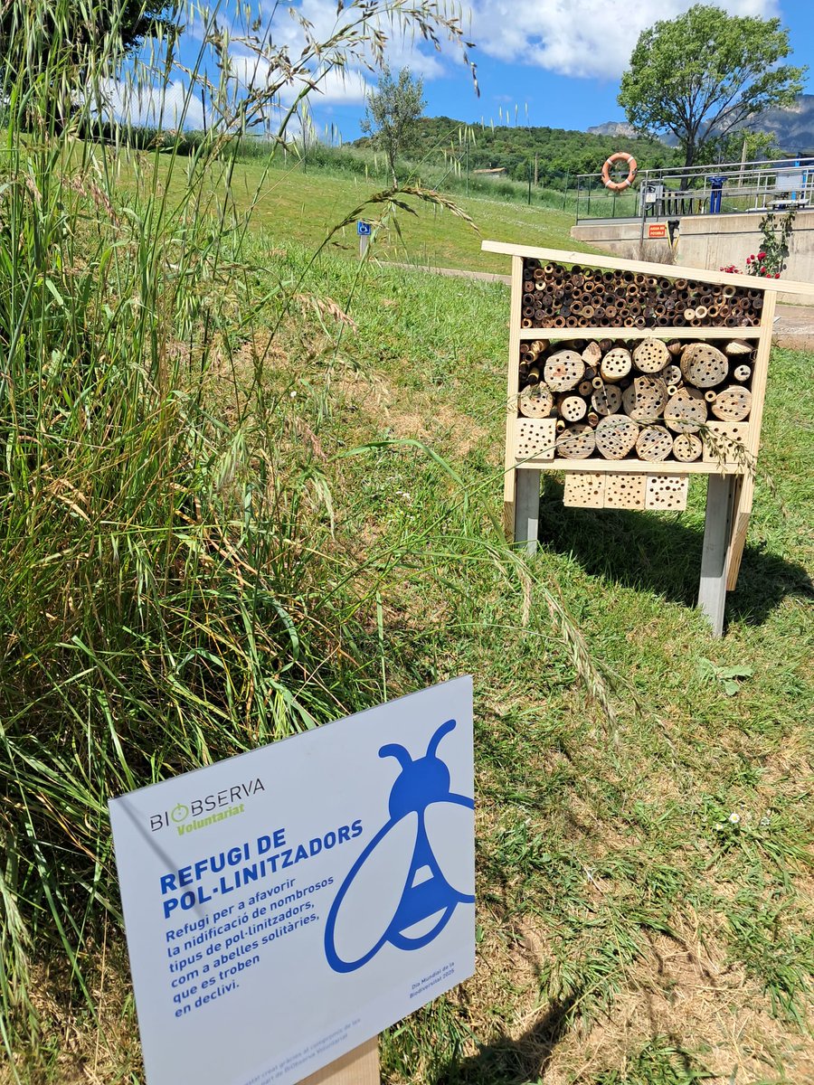 🌱 Celebrem el #DiaBiodiversitat amb jornada voluntariat BIOBSERVA i naturalitzem les instal·lacions de la EDAR Berga amb un nou Refugi de Pol·linitzadors 🐝. Treballem per preservar #Mediambient #Natura 🌿 Felicitats Alba Rovira i tot el seu equip! <a href="/AGBARclients/">AGBAR clients</a>