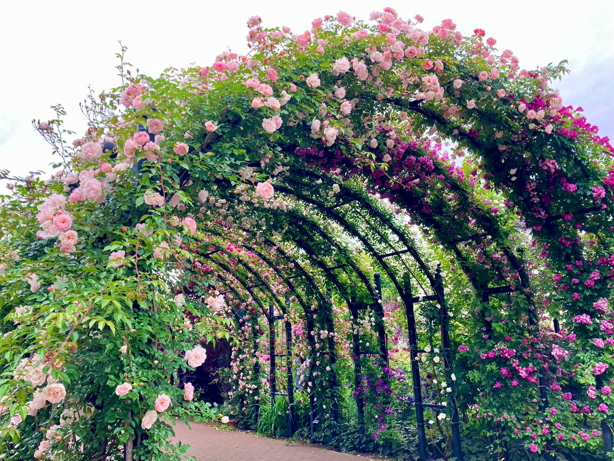 MIHO (@miho_kwsk) / Posts / X