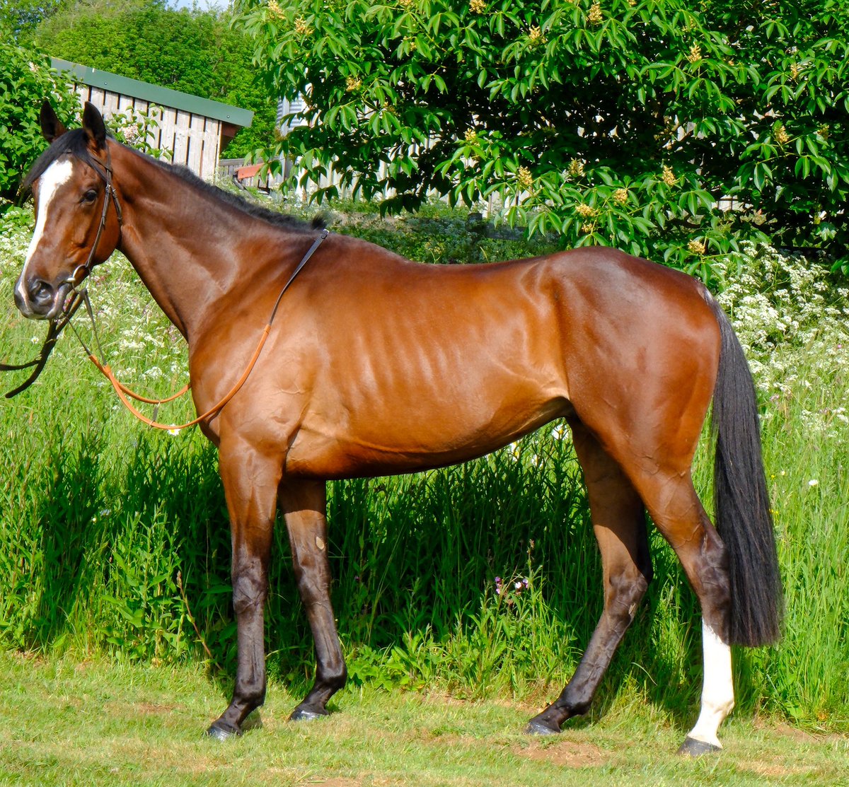 This good looking chap was bought <a href="/GoffsUK/">Goffs UK</a> on Wednesday. Feel No Fear (great name?) 2nd in his Irish Point..DM if you would like more info..