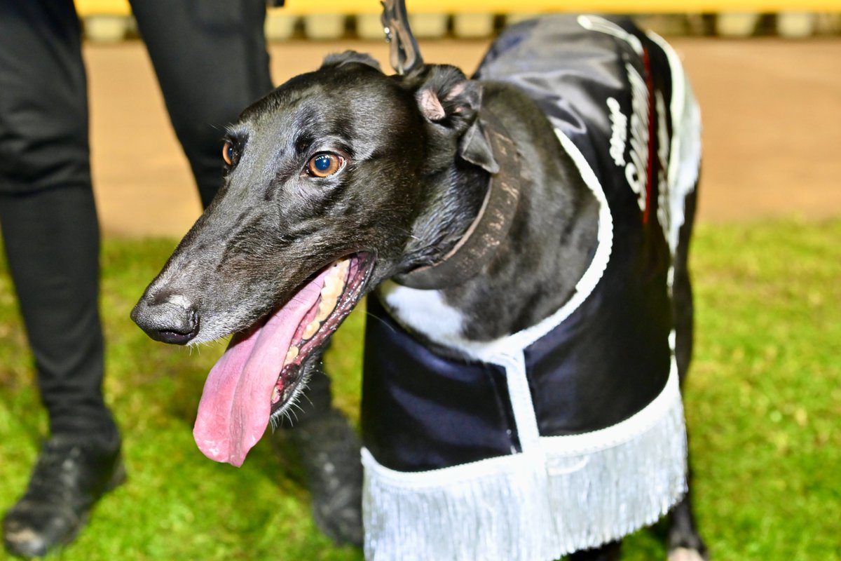 It was a history making effort by Raider's Guide in tonight's Group 1 Sandown Cup 👏👏

FULL STORY | grv.org.au/news/2025/05/2…