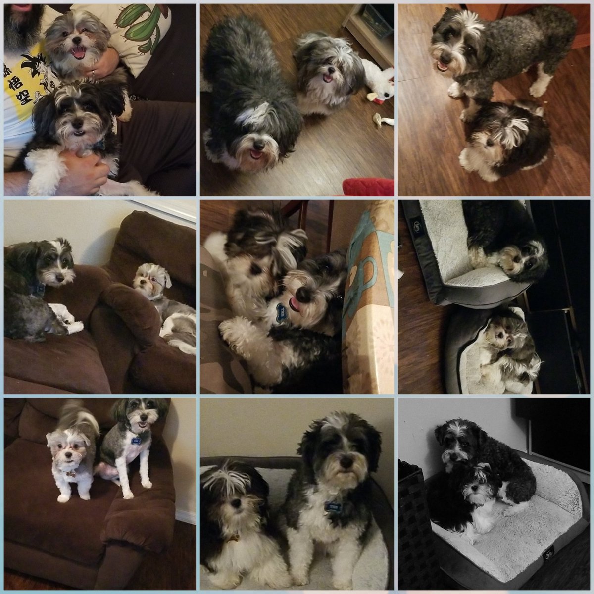 TedNTodd's tweet photo. Happy Birthday Todd,  You're the Best brother - love Ted  #halfdozen #Six  #BirthTodd #birthdayboy #Dogs #Cats https://t.co/mLjVCyhI2h