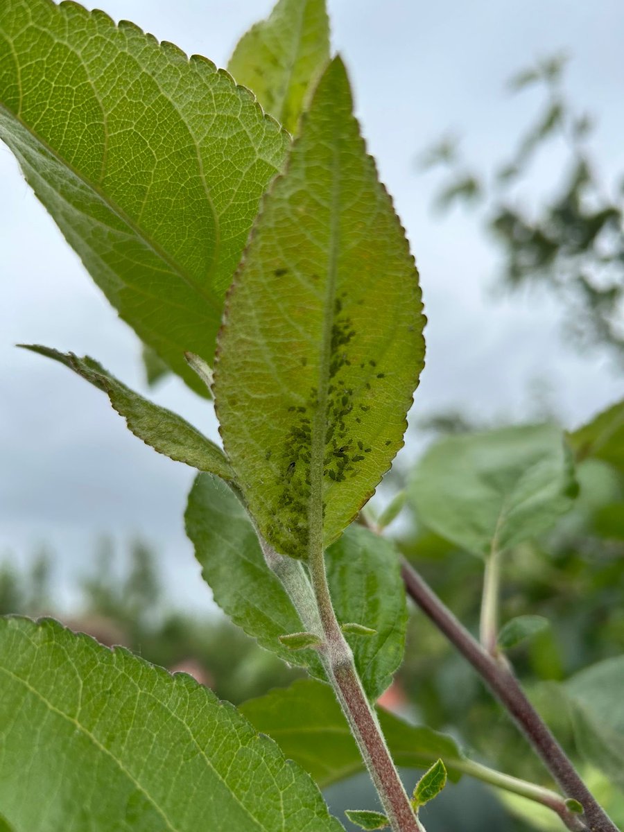 De velden in Londerzeel liggen er prachtig bij! Dankzij beregening goede opkomst van gewassen en onkruiden. De eerste proeven tonen mooie verschillen. Het aftellen is begonnen! #TFD25 #GrowingTogether