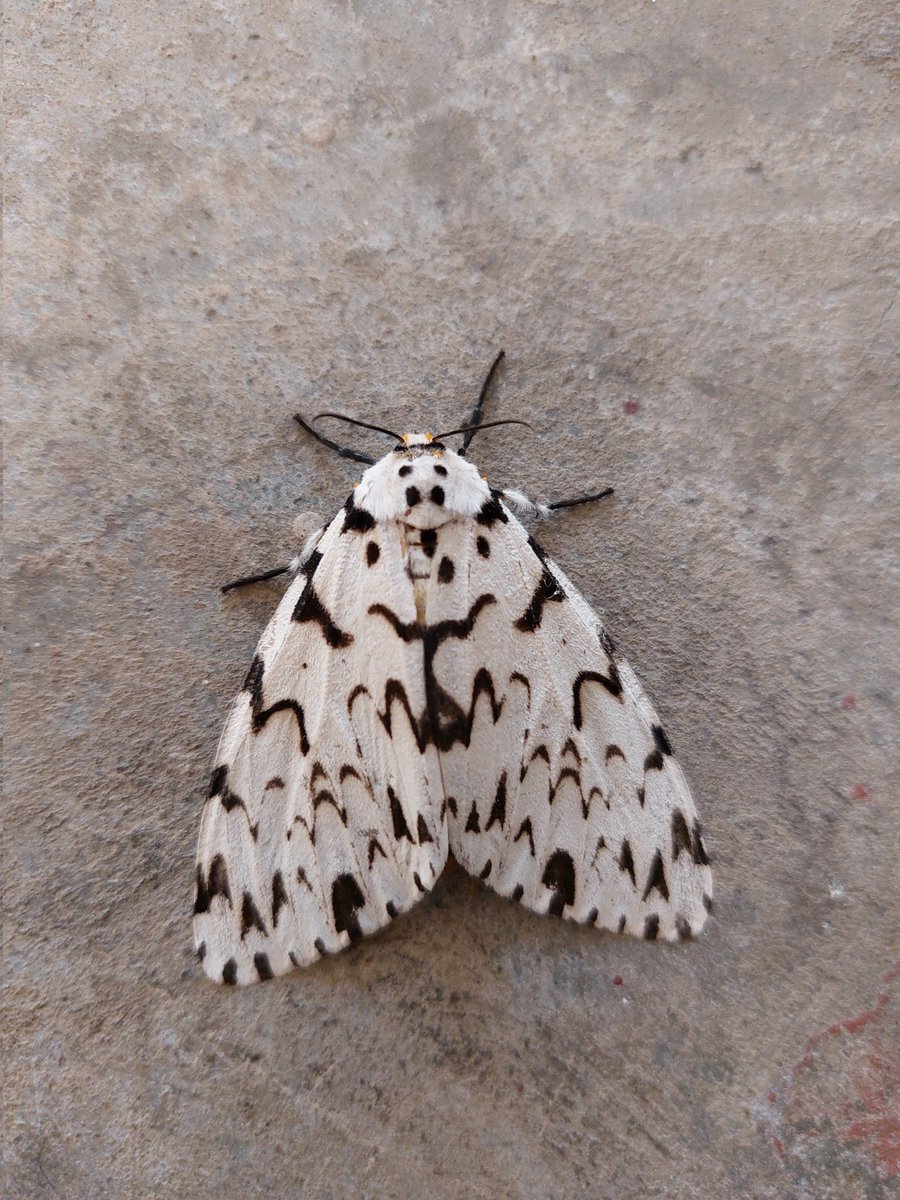 patrickthlim's tweet photo. Hello there beautiful 🦋 https://t.co/1ZDaAWPNrm