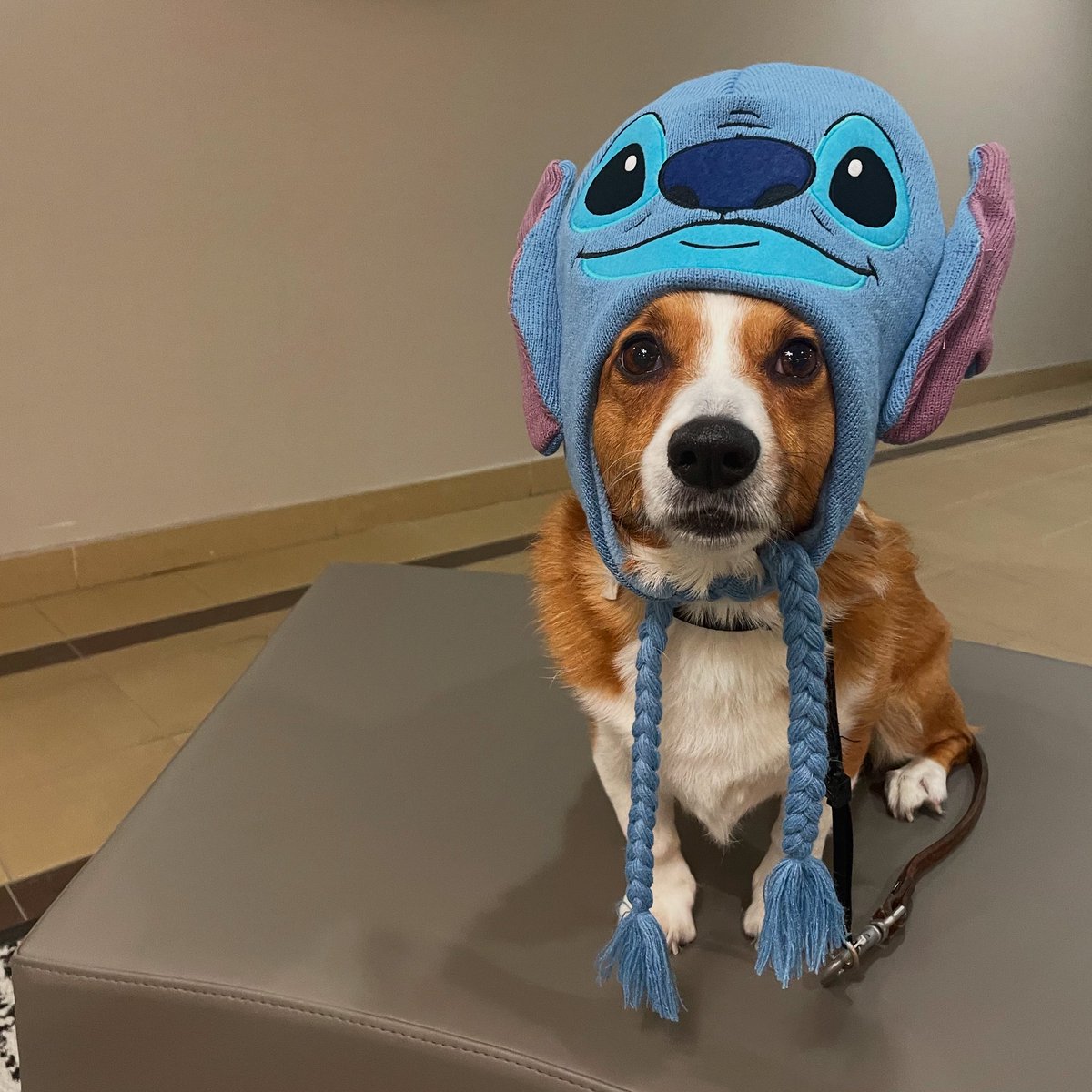 Miss Bentley The Corgi tweet media
