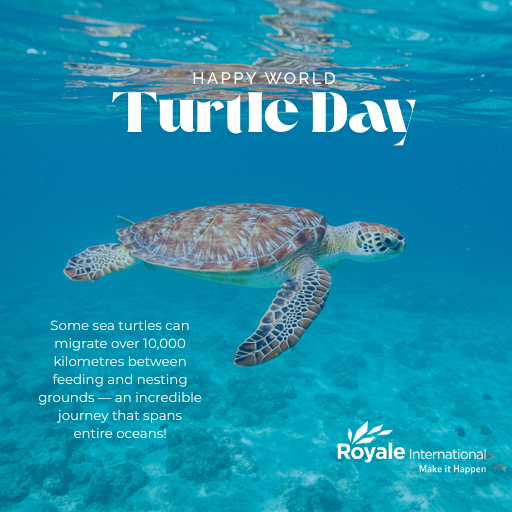 Happy #WorldTurtleDay! 🐢 Did you know sea turtles can travel over 10,000 km between nesting and feeding spots? At Royale, we’re inspired by nature’s epic journeys — and we deliver with the same care. #FridayFeeling #SustainableLogistics