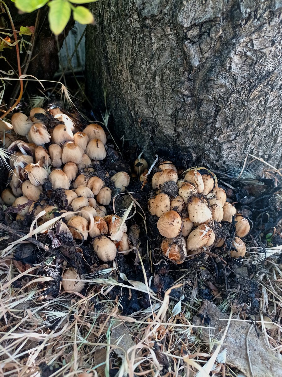 mTlsulTan's tweet photo. I found these mica cup mushrooms in the middle of the city today, what a surprise! (Coprinellus micaceus)🍄
#mushroomsareeverywhere
#mushrooms #clickers 🤫 https://t.co/THu5PliRjH
