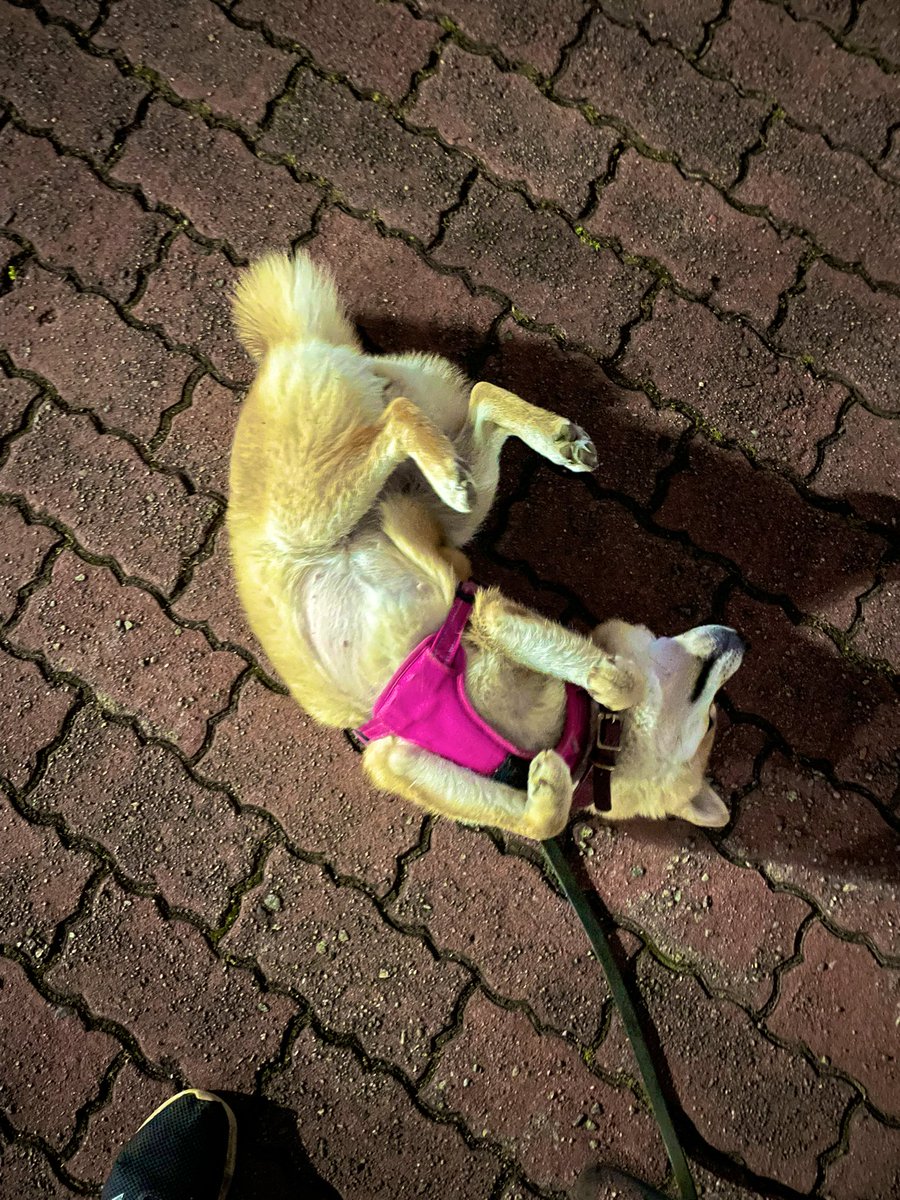 01tcSnGA2b3264's tweet photo. 夜も拒否柴🥹
もう真っ暗だよ〜
#柴犬がいる暮らし 
#柴犬との暮らし 
#柴 
#柴犬大好き 
#柴犬 
#豆柴 
#犬のいる暮らし 
#お散歩 https://t.co/Jk6BPldAR8