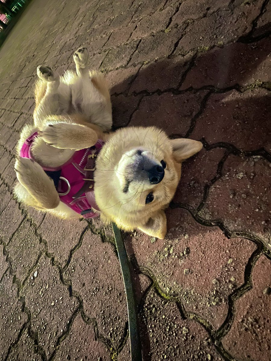 01tcSnGA2b3264's tweet photo. 夜も拒否柴🥹
もう真っ暗だよ〜
#柴犬がいる暮らし 
#柴犬との暮らし 
#柴 
#柴犬大好き 
#柴犬 
#豆柴 
#犬のいる暮らし 
#お散歩 https://t.co/Jk6BPldAR8