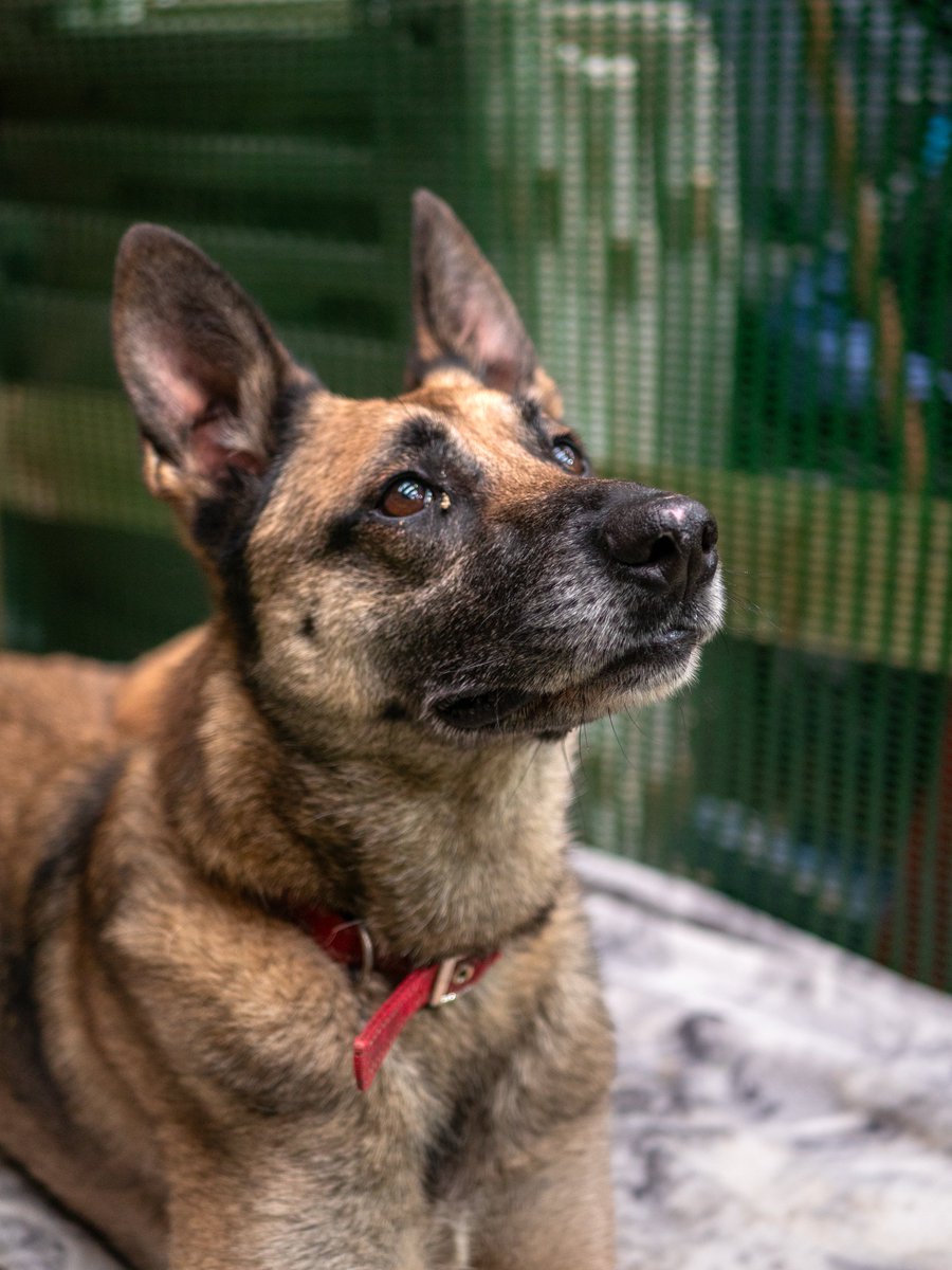 German Shepherd Rescue Elite ( GSRE ) tweet media