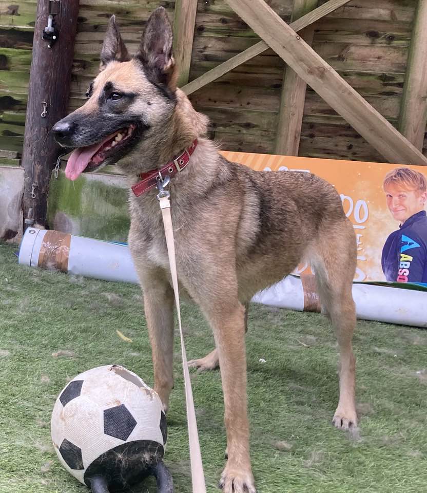 German Shepherd Rescue Elite ( GSRE ) tweet media