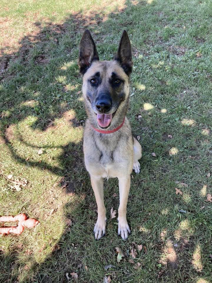 German Shepherd Rescue Elite ( GSRE ) tweet media