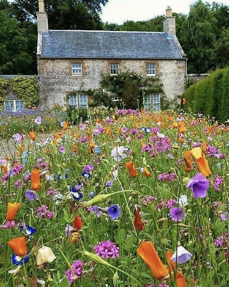 I want to live in this cottage and see this garden full of wild flowers.  
Uplifting photograph .