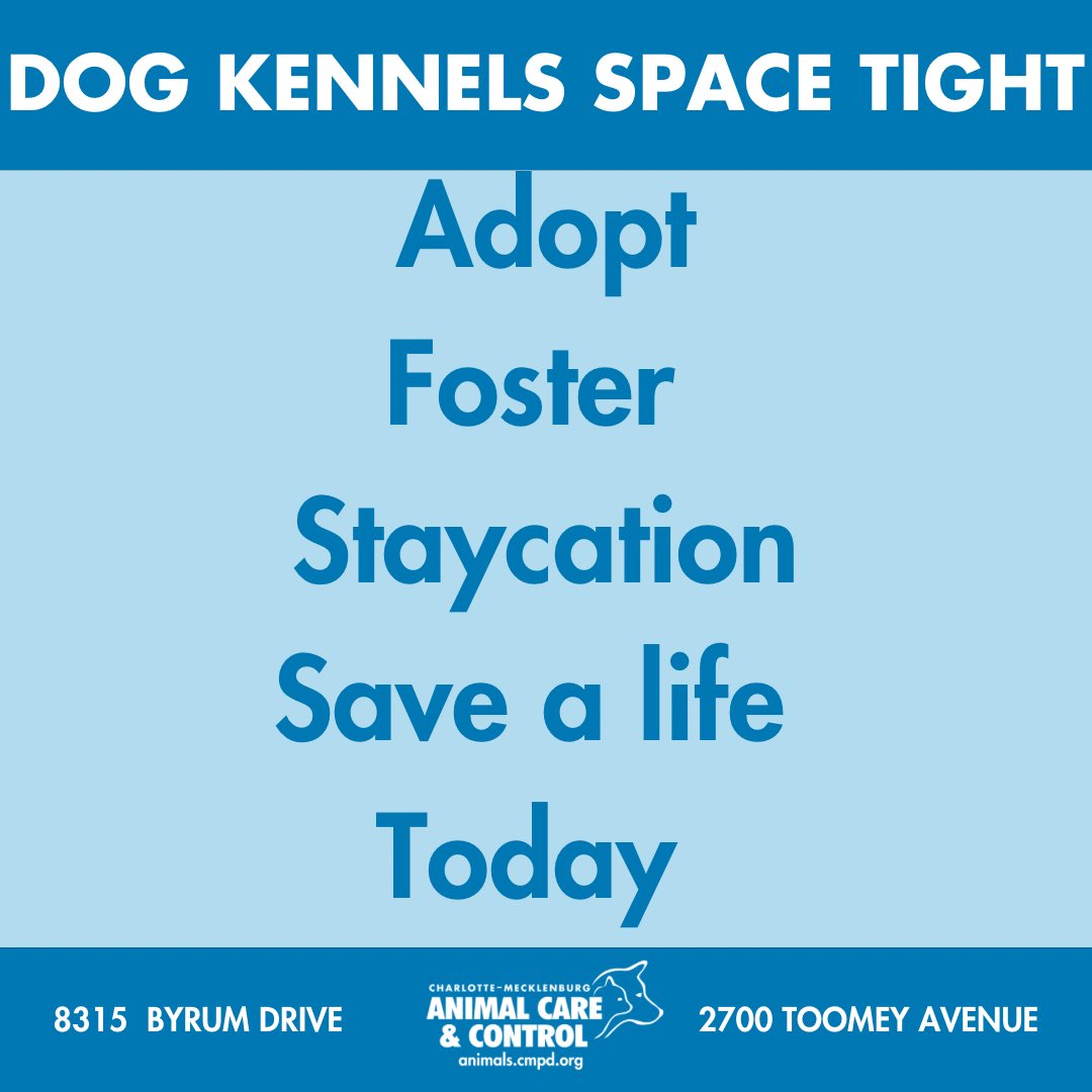 animals_clt's tweet photo. 🚨 We’re STILL running out of space, kennels are nearly full again!
Only:
🔹9 Lost Dog
🔹1 Toomey
🔹8 Adoption Dog
🔹10 Adoption Puppy
We avg 30 intakes/day. Help us make space. Adopt, foster, staycation or share! 🐾#CLTdogs #AdoptDontShop #FosterSavesLives https://t.co/Alj4f4o4mv