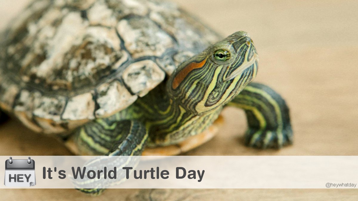 HeyWhatDay's tweet image. It's World Turtle Day! 
#WorldTurtleDay #TurtleDay #Turtle