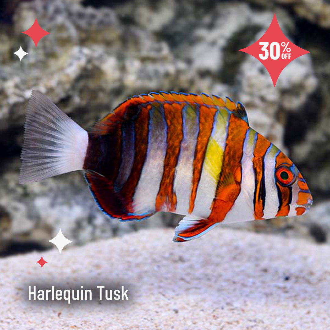 LiveAquaria's tweet photo. Save up to 40% on select fish, inverts and corals, sure to be included in many aquarists’ “wish list”. Shop these Daily Deals. https://t.co/fsfGe2h42j
#saltwater #marine #reef #fishsale #reefsafefish #invert #invertsale #coral #coralfrag #ccgc #fragpack #flashsale #dailydeals https://t.co/T6Vx7Y3Ucc