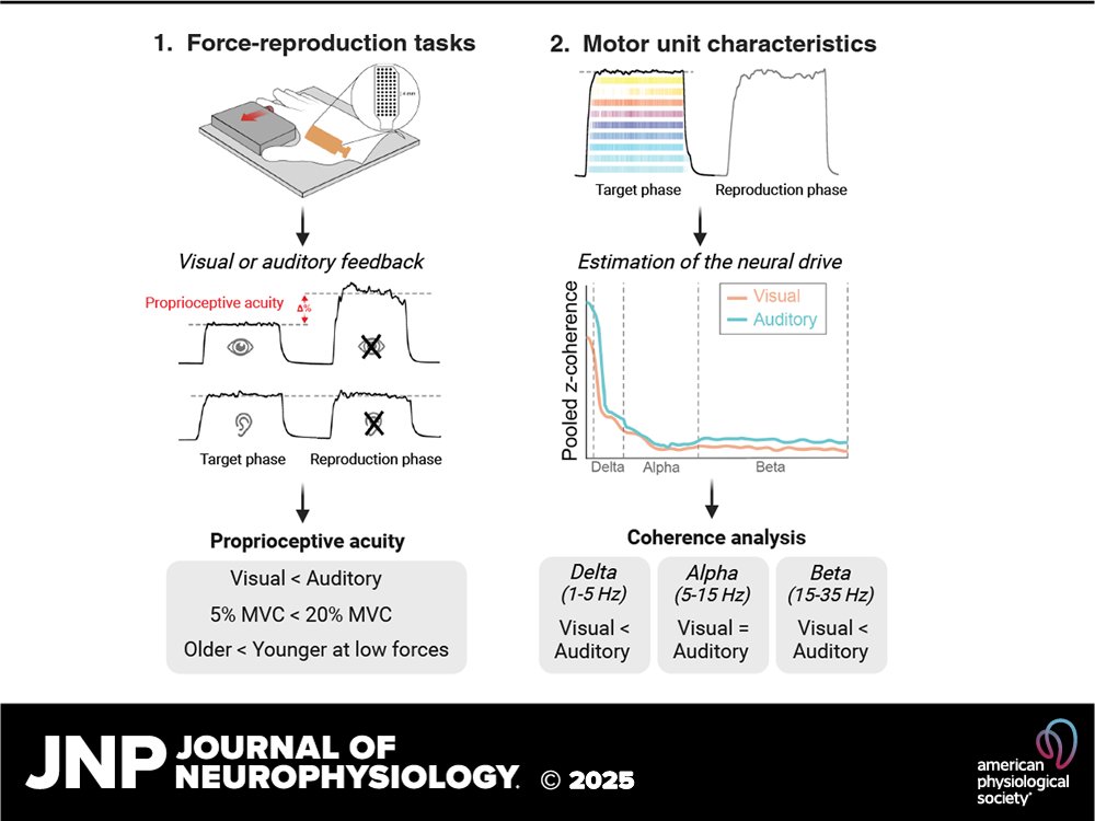 JNeurophysiol's tweet image. 🚨 New Podcast Alert! 🎙️ Join coauthor Mélanie Henry as she uncovers how age &amp;amp; feedback type impact proprioception. Will auditory cues help older adults excel? Tune in for insights on #MotorControl &amp;amp; rehab strategies! 

ow.ly/1LNc50VXj8k

#MotorUnitDischargeCharacteristics