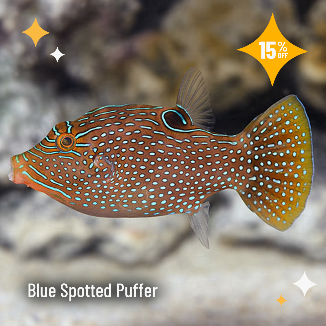LiveAquaria's tweet photo. Save up to 40% on select fish, inverts and corals, sure to be included in many aquarists’ “wish list”. Shop these Daily Deals. https://t.co/fsfGe2h42j
#saltwater #marine #reef #fishsale #reefsafefish #invert #invertsale #coral #coralfrag #ccgc #fragpack #flashsale #dailydeals https://t.co/T6Vx7Y3Ucc