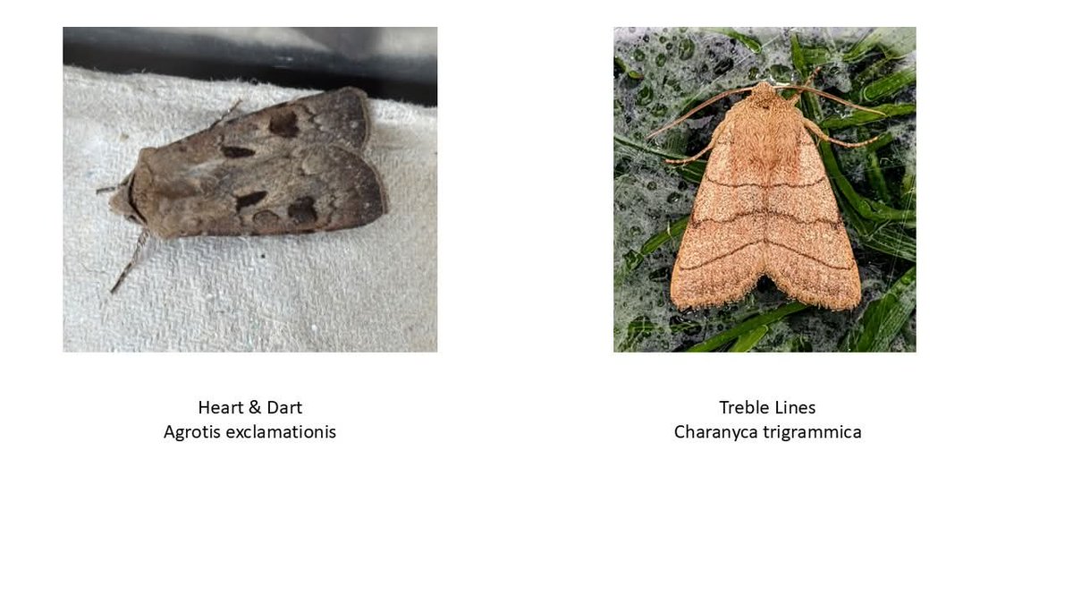 23 May 2025 Sutterby Moth Trap User Group (SMUG) had the first moth recording of 2025 in Spilsby. It is early season &amp; a cold night so only 3 moths trapped: 1 Treble Lines and 2 Heart and Dart. MOTHer superior, Beth, helped with identification. Moths are recorded then released