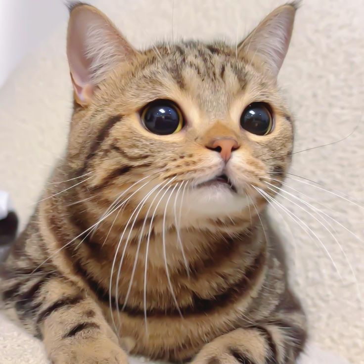 chitanamonac's tweet image. Hm?🥺

#Chimonwachirawit 
#ชิม่อนไงจะใครหล่ะ