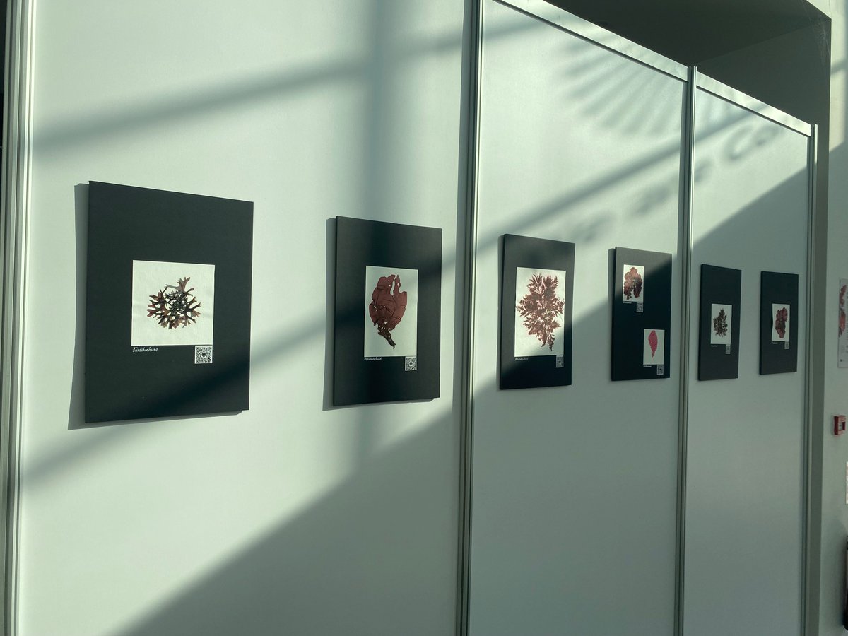 MaREI (@mareicentre) on Twitter photo #SeaweedPoetry & #FindWhereFound an initiative from MaREI at <a href="/UCC/">UCC Ireland</a> is an art-based herbarium featuring seaweed specimens from Ireland's coasts, complete with digital codes and habitat information.
Available to view at #EMD2025
More information: bit.ly/45pvl7A #SeaweedPoetry & #FindWhereFound an initiative from MaREI at <a href="/UCC/">UCC Ireland</a> is an art-based herbarium featuring seaweed specimens from Ireland's coasts, complete with digital codes and habitat information.
Available to view at #EMD2025
More information: bit.ly/45pvl7A
