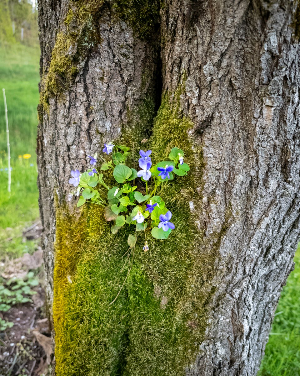 podbukovc's tweet image. This little violet found its place in the rough bark of a cherry tree. Life always finds a way. 💠💪🏻

#ifeelsLOVEnia #Podbukovc #SlowLiving