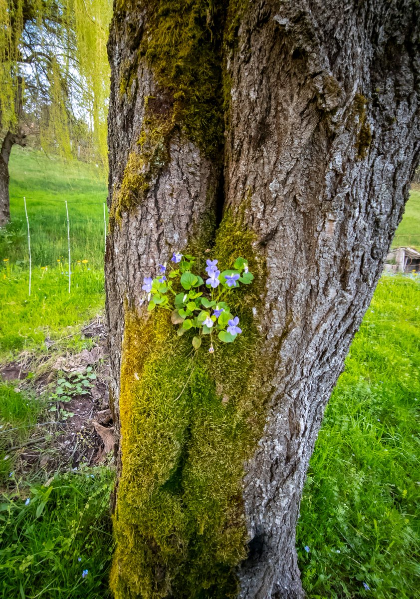 podbukovc's tweet image. This little violet found its place in the rough bark of a cherry tree. Life always finds a way. 💠💪🏻

#ifeelsLOVEnia #Podbukovc #SlowLiving