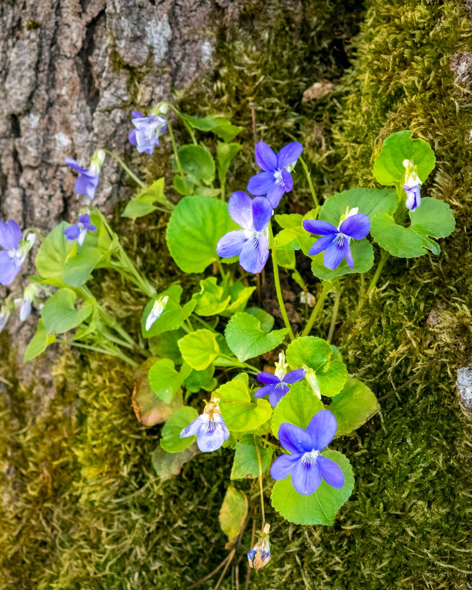 podbukovc's tweet image. This little violet found its place in the rough bark of a cherry tree. Life always finds a way. 💠💪🏻

#ifeelsLOVEnia #Podbukovc #SlowLiving