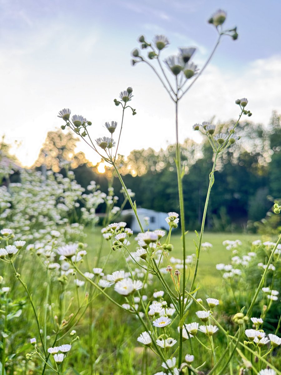 #FlowersOnFriday  #wildflowers