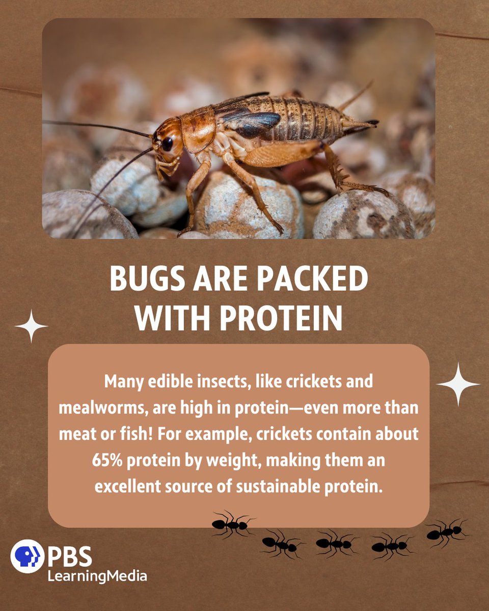 pbsteachers's tweet photo. Did you know that insects are not only packed with protein but also sustainable and eco-friendly? From crunchy crickets to savory mealworms, show your class why these little critters are making a big splash in the culinary world! 

Resource: https://t.co/bxUu1fJQz9 https://t.co/piJr098NTX