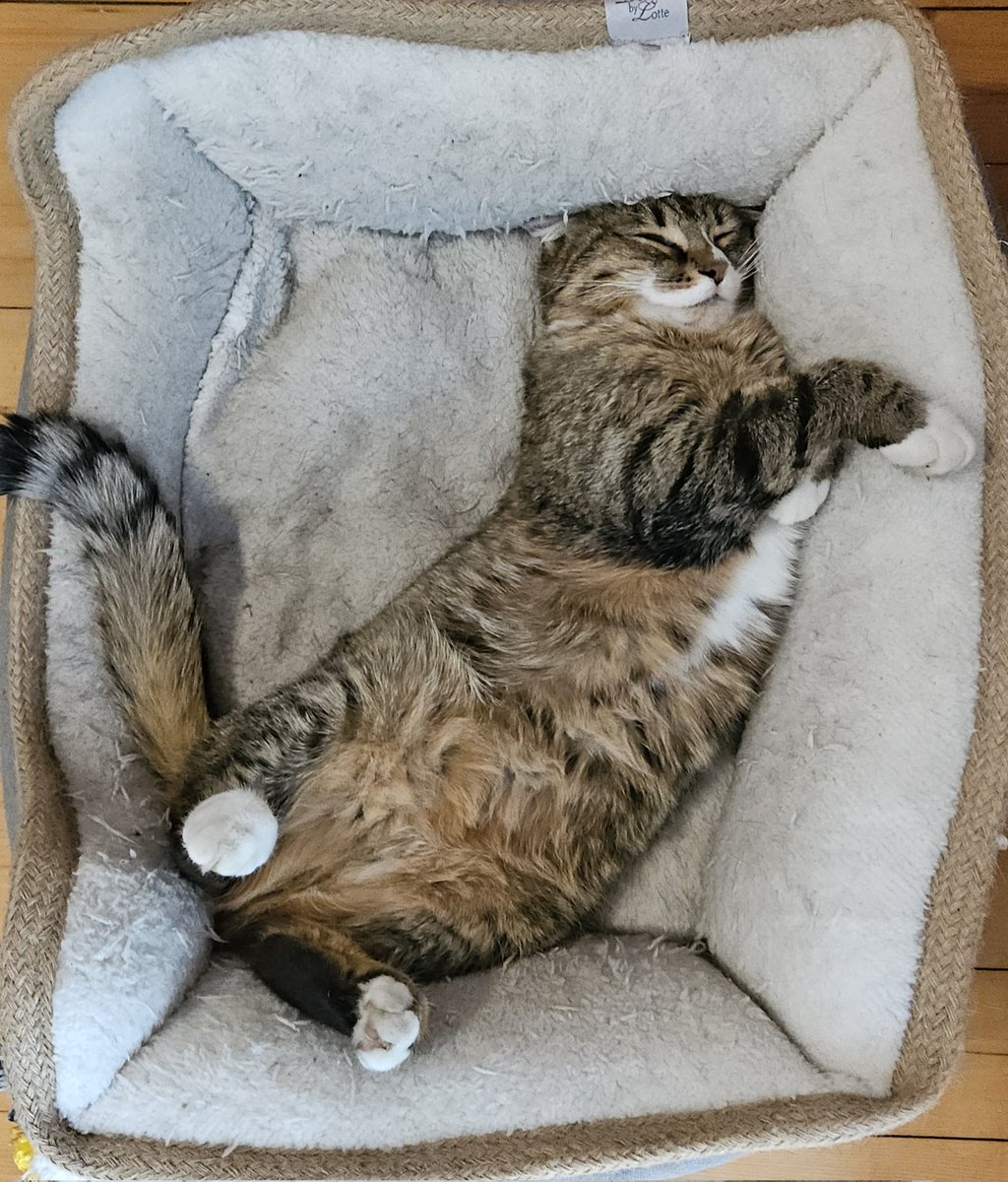 😅🥰
#CatsOnTwitter #FridayVibes