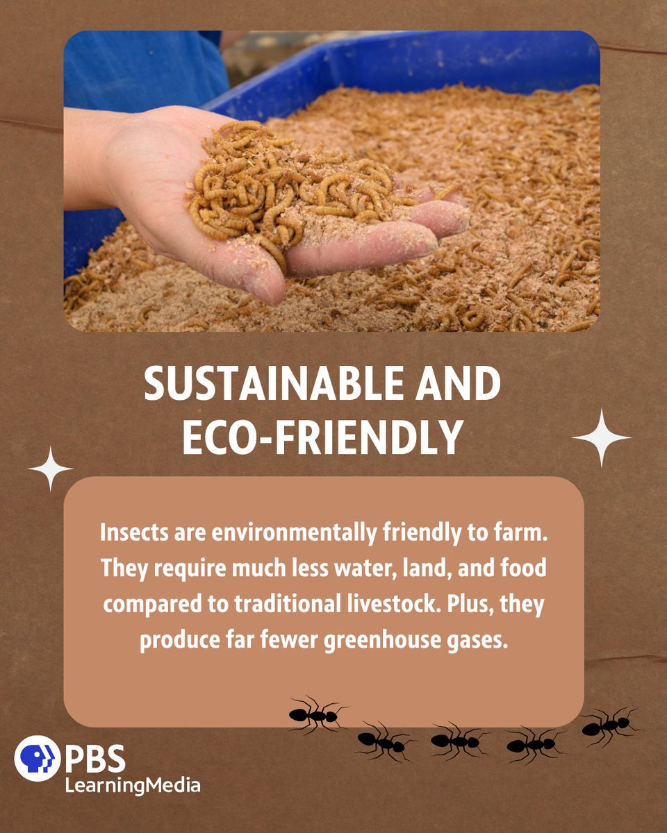 Did you know that insects are not only packed with protein but also sustainable and eco-friendly? From crunchy crickets to savory mealworms, show your class why these little critters are making a big splash in the culinary world! 

Resource: bit.ly/439a1BR