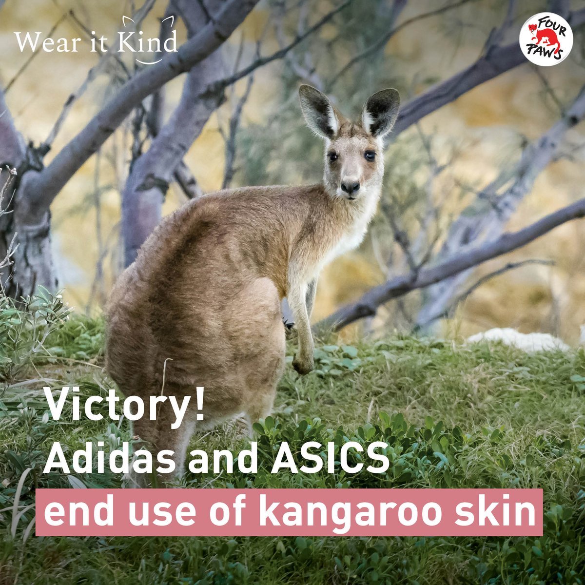 fourpawsint's tweet image. 🦘Adidas and ASICS say no to kangaroo skin!
We welcome this decision and urge other brands still using kangaroo leather to follow suit!
Learn more about the shocking kangaroo leather industry here 👇
four-paws.org.au/our-stories/bl…
#WearItKind #Australia #Kangaroo