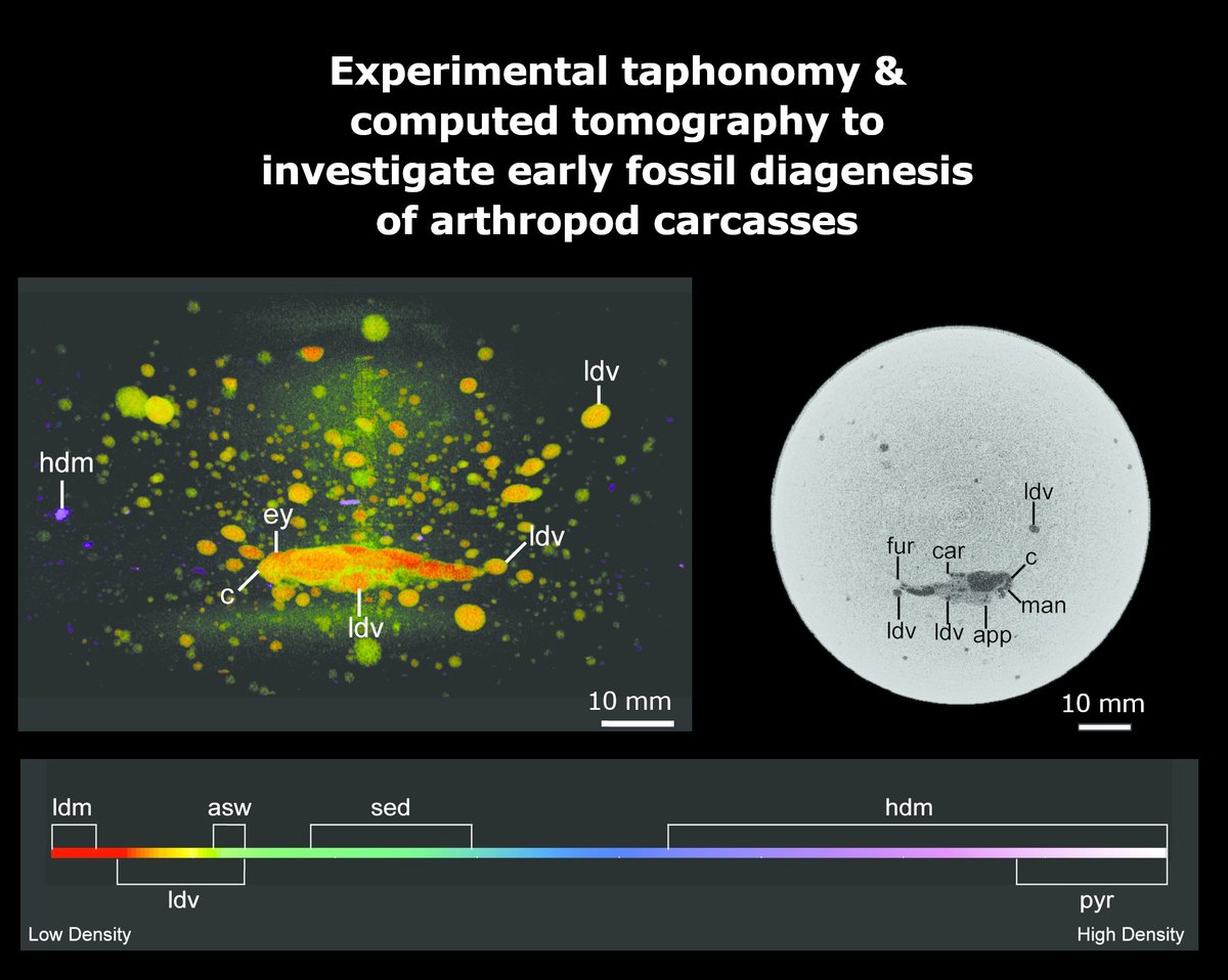 The PalAss (@thepalass) on Twitter photo Stuck in the mud: experimental taphonomy & computed tomography demonstrate the critical role of sediment early fossil diagenesis onlinelibrary.wiley.com/doi/10.1111/pa… <a href="/MaddiWaskom/">Maddi Waskom</a> <a href="/InvertebratePal/">Javier Ortega Hernández</a> <a href="/datadryad/">Dryad</a> <a href="/wileyearthspace/">Wiley Earth and Space Science</a> #FossilFriday Stuck in the mud: experimental taphonomy & computed tomography demonstrate the critical role of sediment early fossil diagenesis onlinelibrary.wiley.com/doi/10.1111/pa… <a href="/MaddiWaskom/">Maddi Waskom</a> <a href="/InvertebratePal/">Javier Ortega Hernández</a> <a href="/datadryad/">Dryad</a> <a href="/wileyearthspace/">Wiley Earth and Space Science</a> #FossilFriday