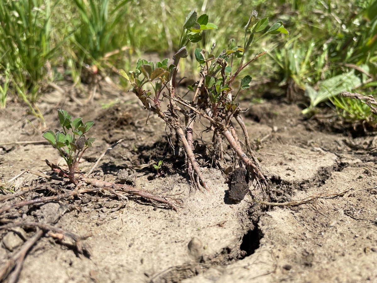 DF Seeds tweet media