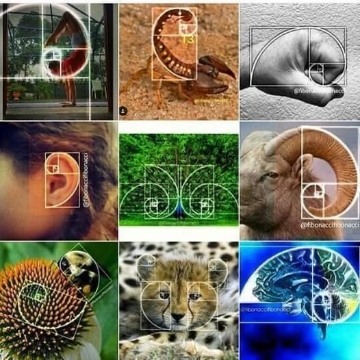 ThaDarkMAGA's tweet photo. The Golden Ratio ..
โNature never breaks her own laws.โ
~ Leonardo da Vinci
.
.
#sacredgeometry #goldenratio #phi #fibonaccisequence #spiral #goldenspiral #patternsinnature #matemรกticas #matematicas #sunflower https://t.co/QlBNL8FXyY