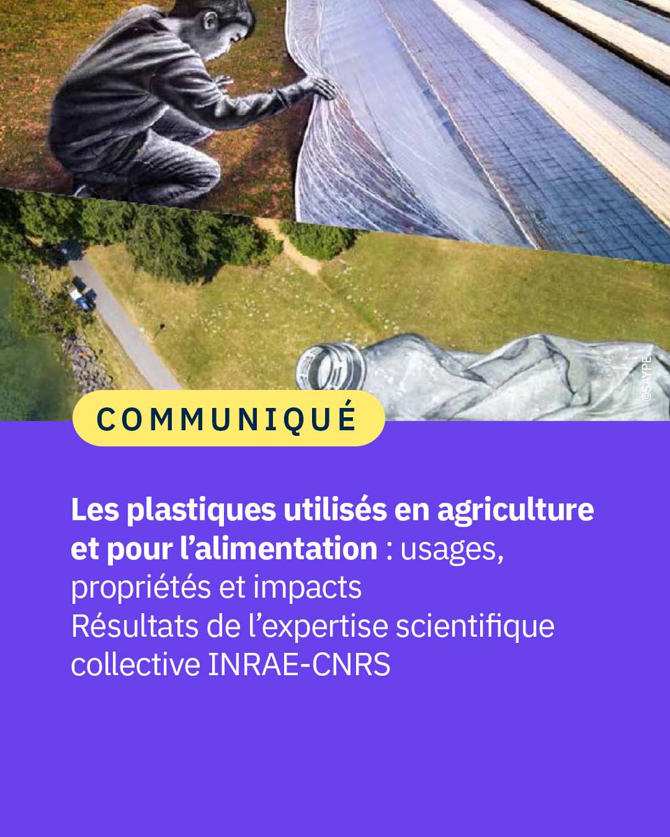 CNRS 🌍 (@cnrs) on Twitter photo #Communiqué 🗞️ 20% des plastiques en France sont liés à l’agroalimentaire. Leur complexité freine le recyclage et pollue massivement les sols, probablement plus que les océans. Découvrez les résultats de l’expertise scientifique collective INRAE-CNRS♻️
👉 cnrs.fr/fr/presse/les-… #Communiqué 🗞️ 20% des plastiques en France sont liés à l’agroalimentaire. Leur complexité freine le recyclage et pollue massivement les sols, probablement plus que les océans. Découvrez les résultats de l’expertise scientifique collective INRAE-CNRS♻️
👉 cnrs.fr/fr/presse/les-…