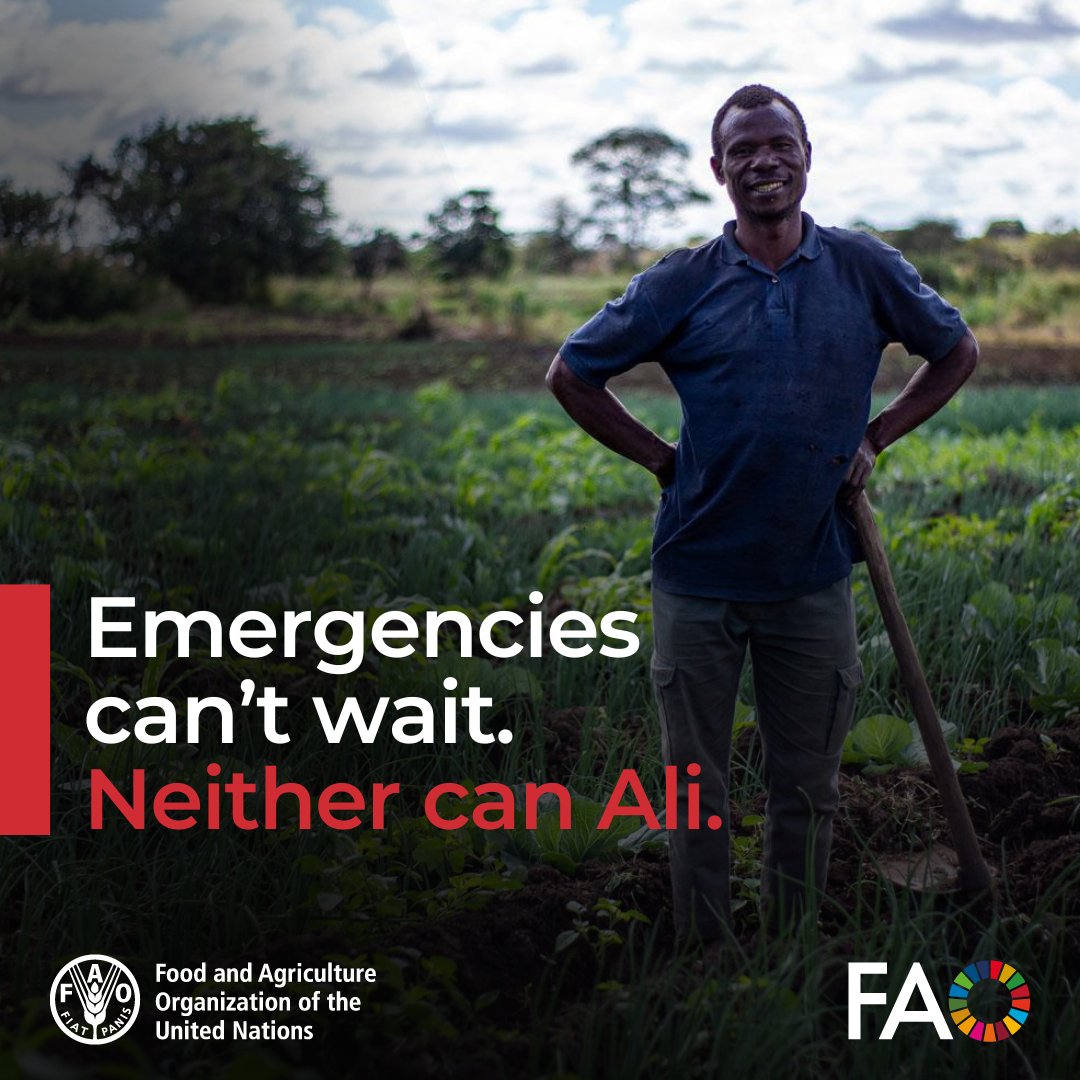 FAO in Emergencies (@faoemergencies) on Twitter photo Conflict in northern Mozambique is affecting hundreds of thousands of farmers like Ali, often forcing families to leave their livelihoods behind.
Now, with funding cuts, more people are at risk.
<a href="/FAO/">Food and Agriculture Organization</a>'s lifesaving agricultural support can offer hope.
bit.ly/4kp7pFT Conflict in northern Mozambique is affecting hundreds of thousands of farmers like Ali, often forcing families to leave their livelihoods behind.
Now, with funding cuts, more people are at risk.
<a href="/FAO/">Food and Agriculture Organization</a>'s lifesaving agricultural support can offer hope.
bit.ly/4kp7pFT