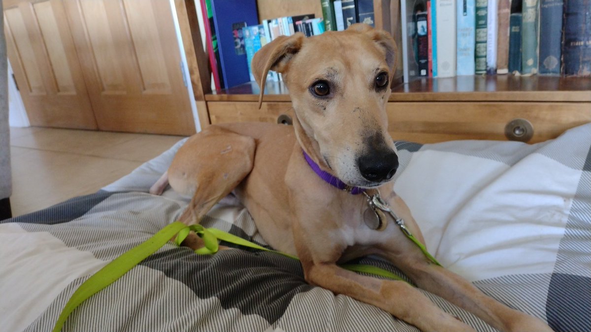 AdoptionsUk's tweet image. Please retweet to help Ted find a home  #BUCKINGHAMSHIRE #UK - may be able to re home to other areas.
📩 Apply now and show Ted that someone is out there for him. lurchersos.org.uk/dogs-for-adopt…
Ted hasn't had a single application since we last shared his story, 💔 We think it’s time…