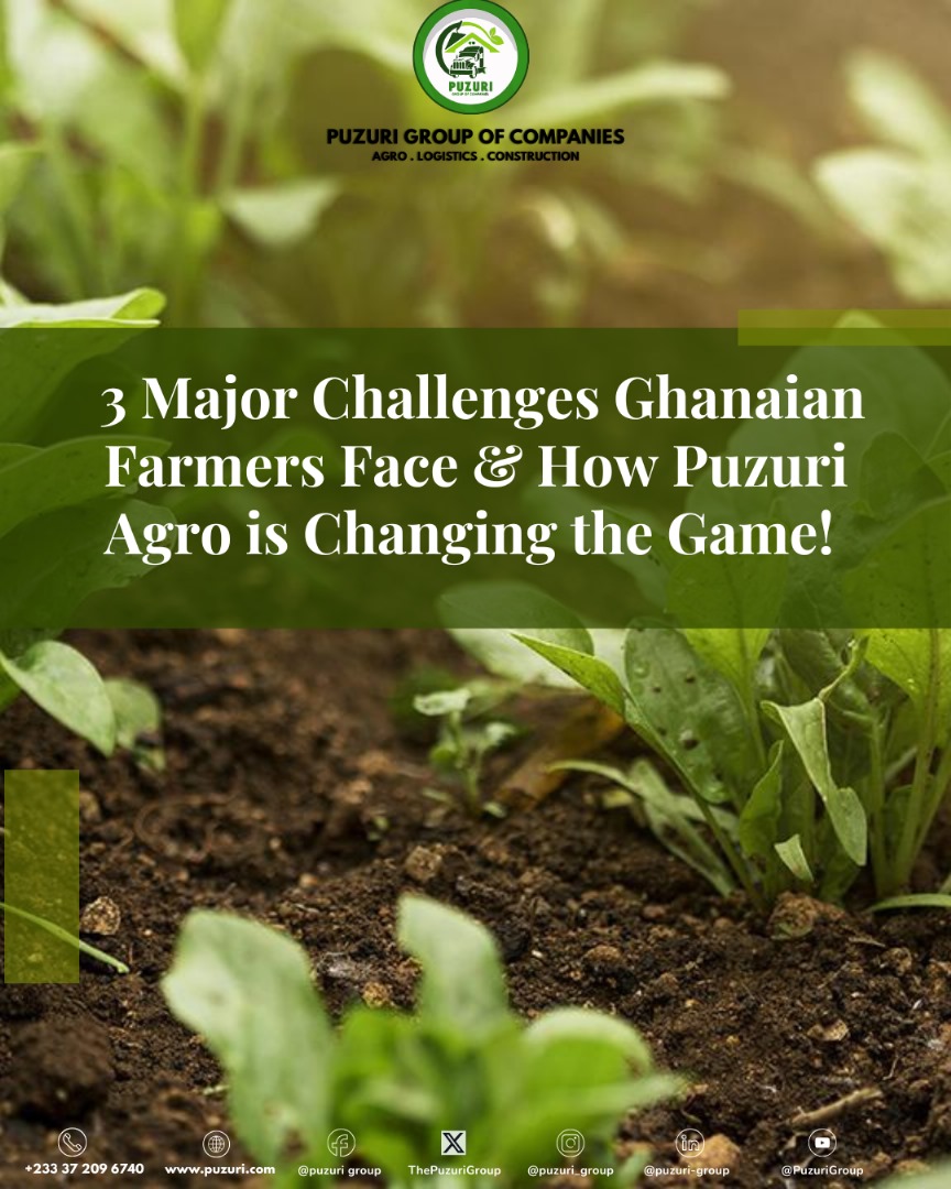 ThePuzuriGroup's tweet photo. From lack of access to quality inputs to unstable markets and climate shocks, Ghanaian farmers face real, daily struggles. But at Puzuri Agro, we’re not just watching — we’re working side-by-side with farmers to change the story. https://t.co/5fQ7t2xsK8