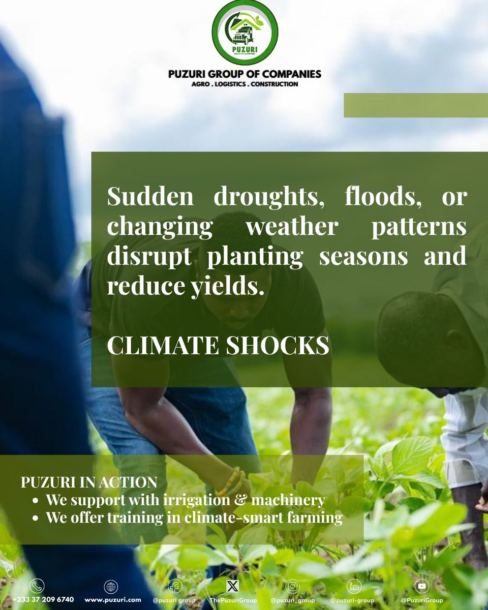 ThePuzuriGroup's tweet photo. From lack of access to quality inputs to unstable markets and climate shocks, Ghanaian farmers face real, daily struggles. But at Puzuri Agro, we’re not just watching — we’re working side-by-side with farmers to change the story. https://t.co/5fQ7t2xsK8