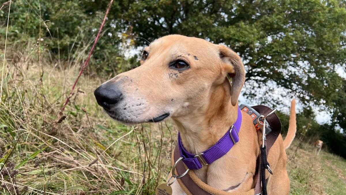 AdoptionsUk's tweet image. Please retweet to help Ted find a home  #BUCKINGHAMSHIRE #UK - may be able to re home to other areas.
📩 Apply now and show Ted that someone is out there for him. lurchersos.org.uk/dogs-for-adopt…
Ted hasn't had a single application since we last shared his story, 💔 We think it’s time…