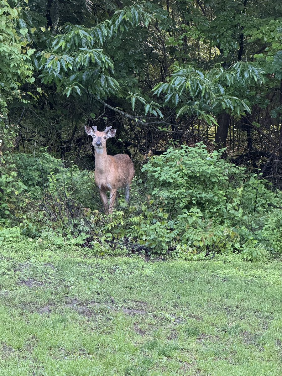 Really want to get an eyepatch for my bud who hangs out next to our parking lot in the mornings.