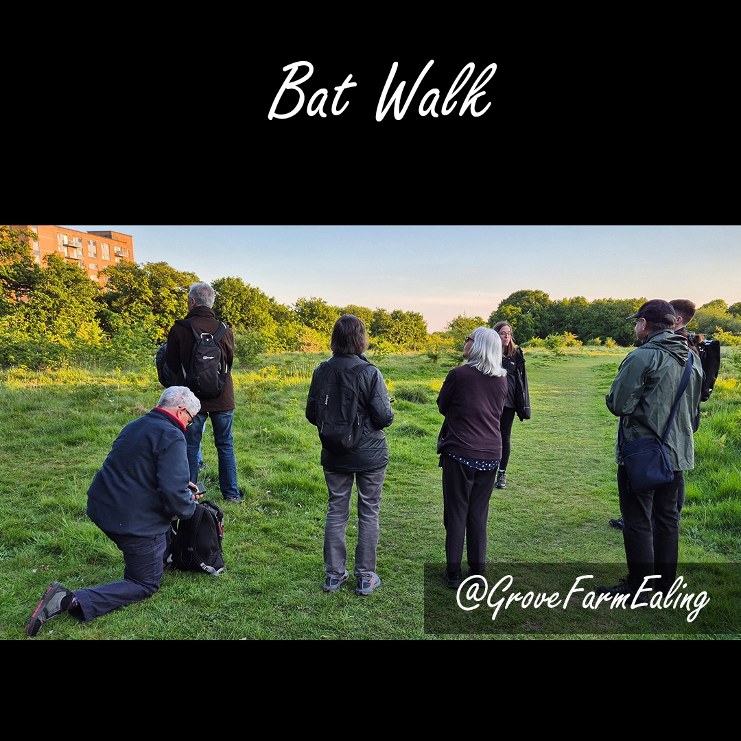 GroveFarmEaling's tweet image. Amazing night on our first Bat Walk! 🦇✨ Common pipistrelles danced in the sky, reminding us why preserving habitats is so crucial. 🎶🔦 Thanks to all who joined! 🙌 Follow us for more nature adventures! 🌿 #NatureWalks #BatWalk #friendsofgrovefarm
