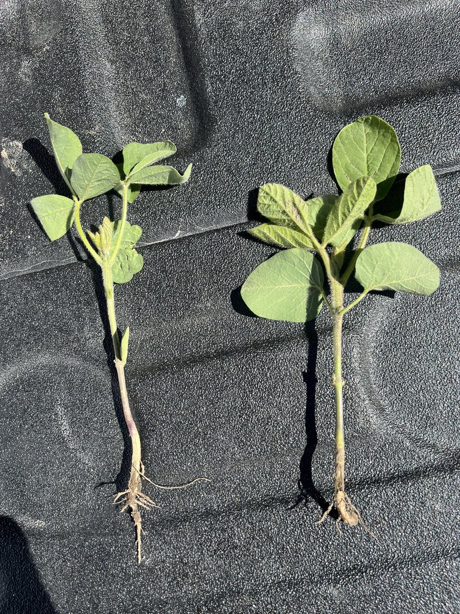 While doing a in field training, pulled 2 random plants yesterday, and saw something I haven’t ever seen, so there is a difference between these 2 plants, see if you can spot it, not anything treated differently type deal either! <a href="/InVISION_HiSOY/">FSInVISION_FSHiSOY</a>