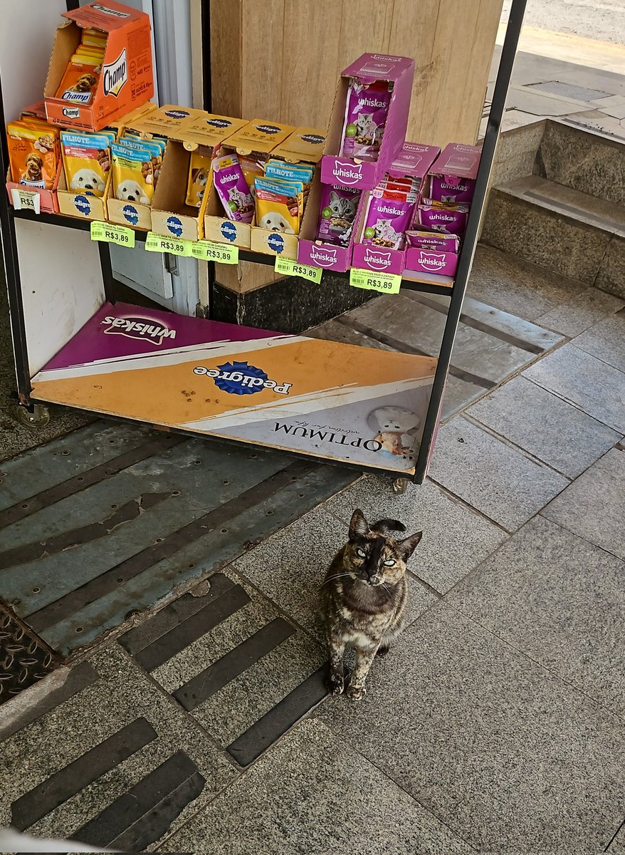 Uma vez eu vim no mercado aqui e vi essa linda gatinha e comprei um sachêzinho pra ela. Hoje eu vim de novo e descobri que ela FICA ALI NO ESTANDE DE SACHÊZINHO esperando as pessoas comprarem o petisco pra ela e que hoje (10:30 da manhã) JÁ DERAM SACHÊZINHO PRA ELA