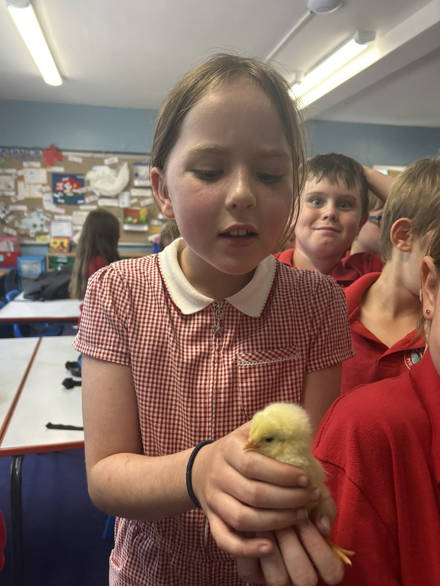 Year 4 loved meeting the new chicks today! Such a lovely experience watching them hatch and grow!