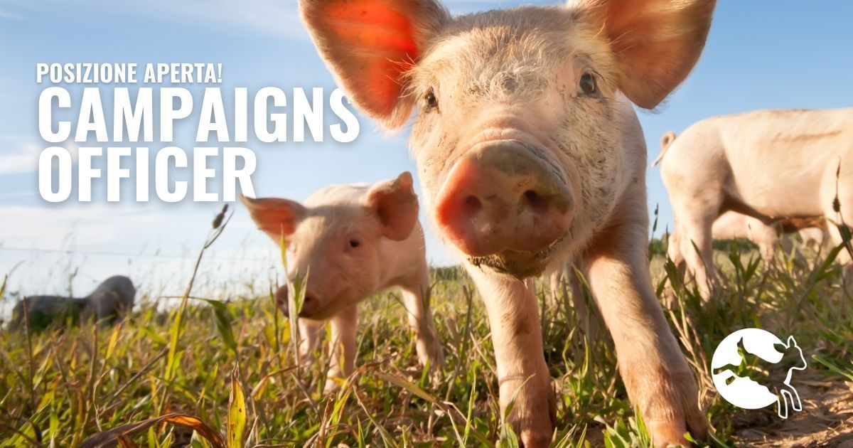 Ami gli animali, hai esperienza in campagne e ti piacerebbe lavorare con noi?
Potresti essere la persona che stiamo cercando!

🔗 Scopri di più e candidati a questo link: ciwf.livevacancies.co.uk/#/job/details/…