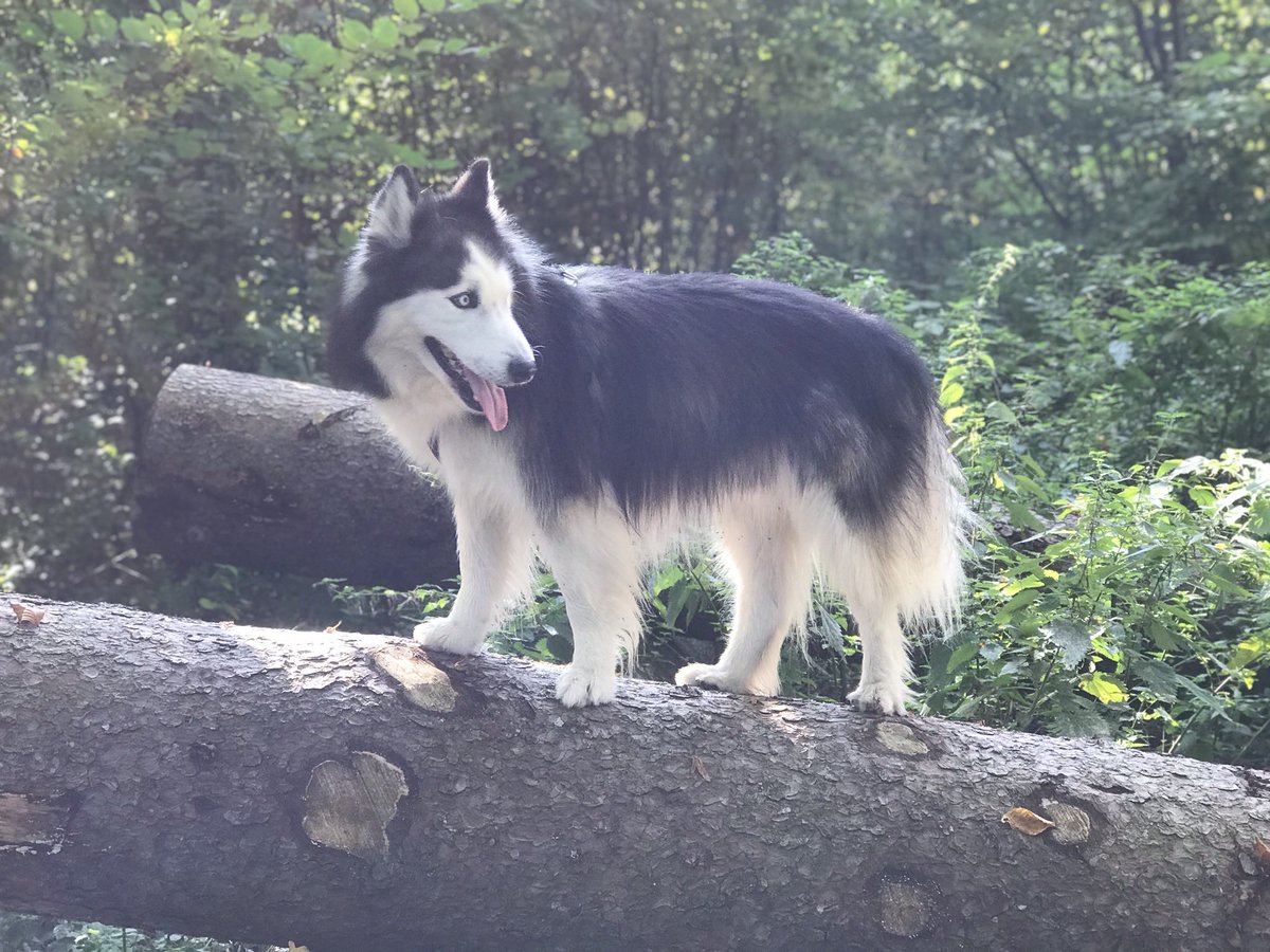 #FlashbackFriday with Angel Silver 🌈.

#RipSilver #RIPSilver 🐶🌈💖

#Husky #Huskies #husky #huskies #dogs #dogsoftwitter #dogsofX