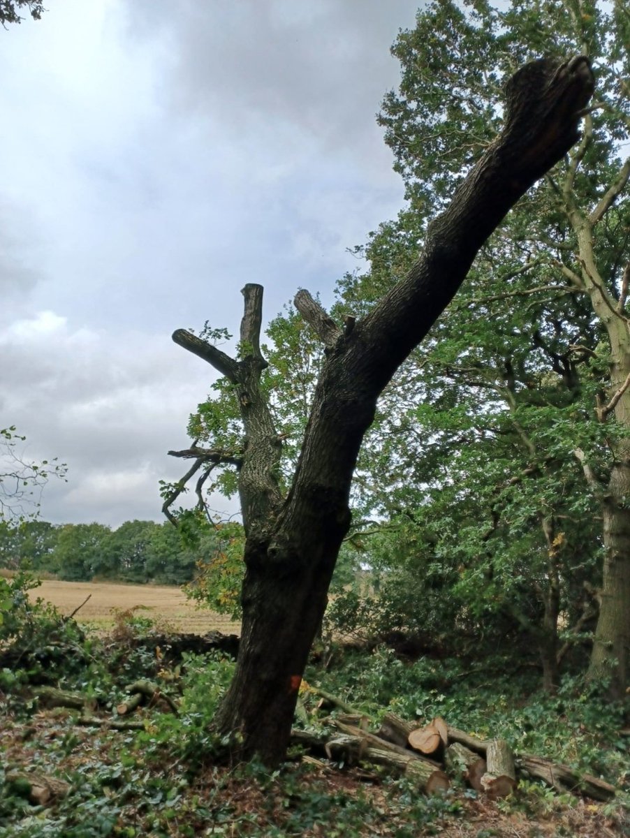 Not content with chopping down two 120+ yr old oaks &amp; a suspected bat roost, the Church of England's agents have applied to fell more trees in 2 Ancient Woodlands in the interest of public H&amp;S! Refused permission by the Council but they did it anyway. Pls share to raise awareness
